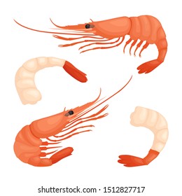 Shrimp whole and peeled. Red prawn isolated on a white background. Popular seafood .Vector illustration in cartoon style.