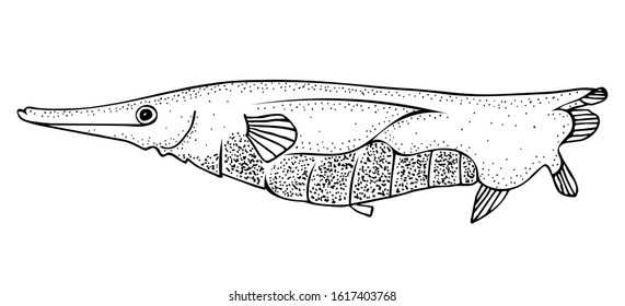 Shrimpfish. Sea fish. Black and white hand drawn vector illustration.