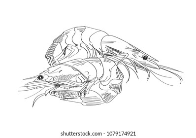 shrimps hand drawn illustration. pencil sketch
