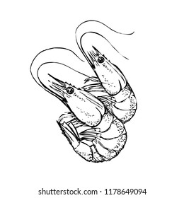Shrimps hand drawn style