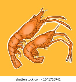 Shrimps hand drawn in vector.