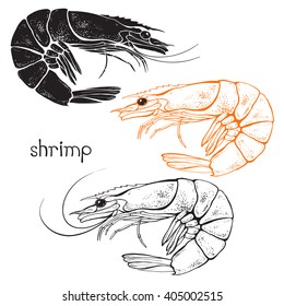 Shrimps, isolated elements for design on a white background. Vector set, hand drawn illustration.