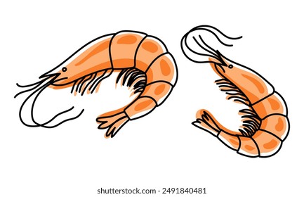 Shrimps isolated on transparent background, fresh sea food. Vector illustration for restaurant menu