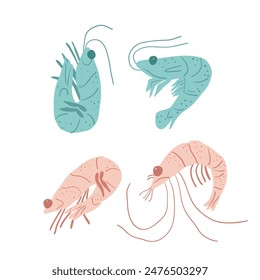 Shrimps isolated on white background. Crustaceans and underwater life. Set of stylized marine creatures. Vector hand drawn flat collection illustration.