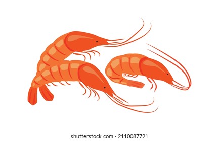 Shrimps. Seafood. Vector illustration for the menu of fish restaurants, for packaging in markets and shops.