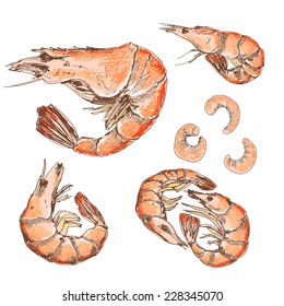 Shrimps. Set of hand drawn graphic illustrations
