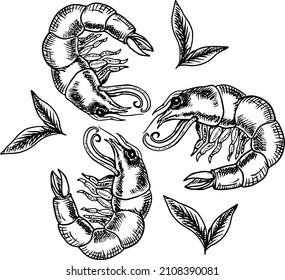 Shrimps sketch black ink seafood hand drawing.
Large shrimps, drawn by graphic lines on a light background. Retro engraving for a menu of fish restaurants, for packaging in markets and in stores. 