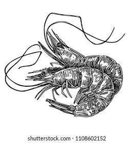 Shrimps. Sketch. Engraving style. Vector illustration.
