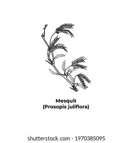 Shrub of america Mesquit Prosopis juliflora