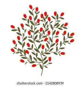 Shrub branch with red berries. Beautiful illustration of barberry berries isolated on white background.