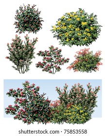 Shrub Flower