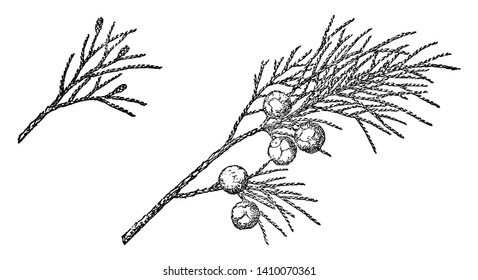 It is shrub.it has buds to every branch.it is like a green grass. This plant has no leaves, vintage line drawing or engraving illustration.