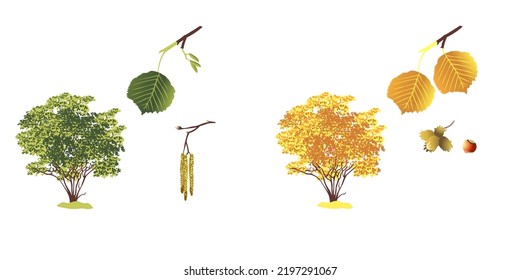 ecología de las ramas semillas biología botánica para niños