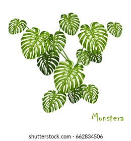 Shrub monstera isolated on white background. Vector illustration.