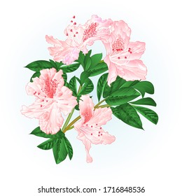 Shrub rhododendron light pink twig with flowers and leaves watercolor  vintage hand draw vector illustration