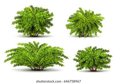 Shrubbery, 3d Isometric Bushes Isolated On White Vector Set