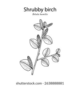 Shrubby birch (Betula humilis), dwarf betulaceae family plant. Hand drawn botanical vector illustration