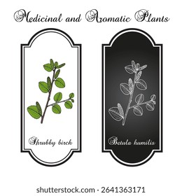 Shrubby birch (Betula humilis), dwarf betulaceae family plant. Hand drawn botanical vector illustration
