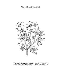  Shrubby cinquefoil, golden hardhack, bush cinquefoil, shrubby five-finger, tundra rose, or widdy. Hand drawn botanical vector illustration