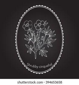  Shrubby cinquefoil, golden hardhack, bush cinquefoil, shrubby five-finger, tundra rose, or widdy. Hand drawn botanical vector illustration