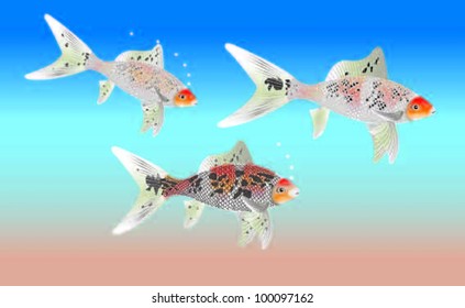 Shubunkin Goldfish