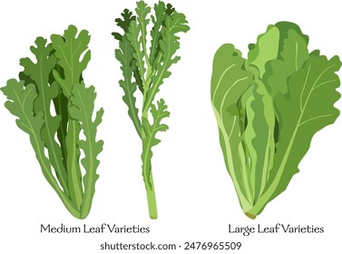 shungiku, kikuna, chrysanthemum greens, garland chrysanthemum, crown daisy, edible chrysanthemum, medium and large leaf varieties set, hand-drawn vector illustration isolated