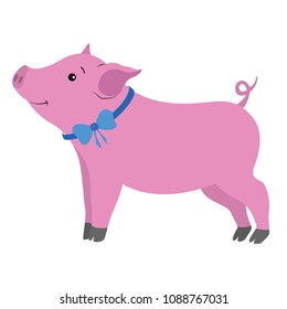 Shy beautiful pink piggy with blue bow on neck on white background