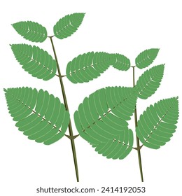 Shy princess leaf "Mimosa pudica L" vector, isolated white