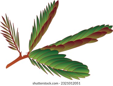 Illustration vectorielle de la princesse timide ou de la plante Putri Malu