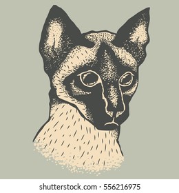 Siam cat vector illustration. Illustration of cute siamese cat 