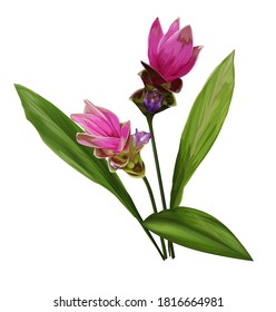 Ilustración vectorial de la flor de Siam Tulip
