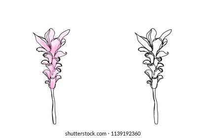Siam Tulip  hand  continous  one line
 drawing   vector eps.10