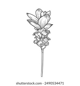 Siam tulip tropical flower, Ginger hand drawn ,Kitchen herbal spice and food ingredient.Ginger flower ,vector illustration.
