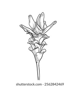 Siam tulip tropical flower, Ginger hand drawn ,Kitchen herbal spice and food ingredient.Ginger flower ,vector illustration.
