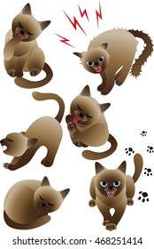 siamese cat