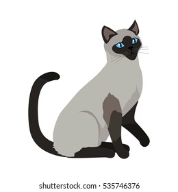 Siamese cat breed. Cute grey cat seating flat vector illustration isolated on white background. Purebred pet. Domestic friend and companion animal. For pet shop ad, animalistic hobby concept, breeding