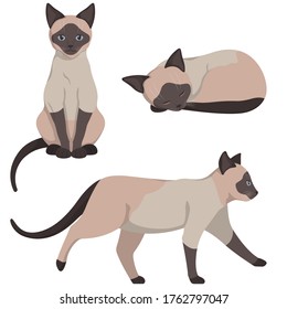 Siamese cat in different poses. Beautiful pet in cartoon style.