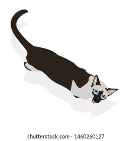 Siamese cat isolated on white background. Flat style character with shadow. Funny animal walk. Vector illustration. Pet cartoon image for print, banner, card, wallpaper, web and gift pack.