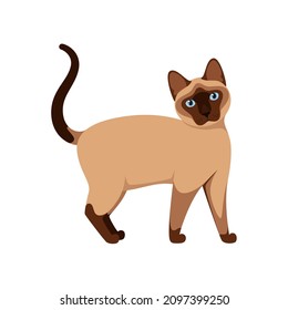 Un gato siamés de fondo blanco. Diseño de caricaturas.
