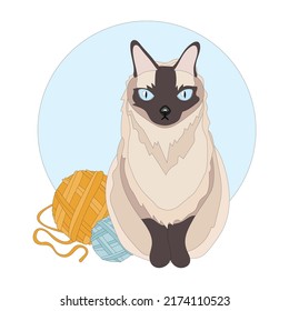 Siamese cat on a white background. Blue eyes. With colorful ball of knitting. Sitting. Vector illustration. Animal. Pet. 