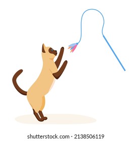 Siamese cat playing with feather toy wand. Game activity for indoor pet. Cat supplies and accessories. Flat style vector