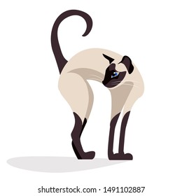 Siamese cat. siam Cute elegant, graceful cat . isolated vector. kawaii illustration