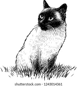 A siamese cat sits in the grass