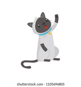 Siamese cat standing on hind legs and raising paw up. Domestic animal. Flat vector element for greeting card or promo poster of pet store