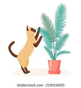 Siamese cat trying to eat home plant. Badly behaved pet destroying house plant. Naughty domestic animal interested in flower. Flat style vector