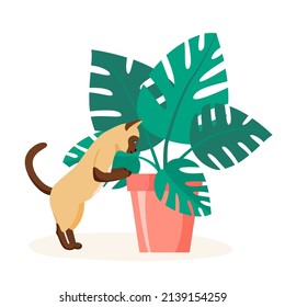 Siamese cat trying to eat home plant. Badly behaved pet destroying house plant. Naughty domestic animal looking into flower pot. Flat style vector