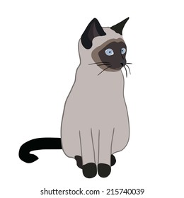 Siamese cat in vector