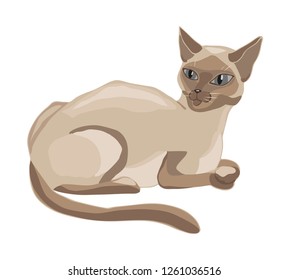 Siamese cat. Vector illustration, isolated on white.