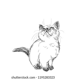 Siamese cat vector sketch illustration card isolated