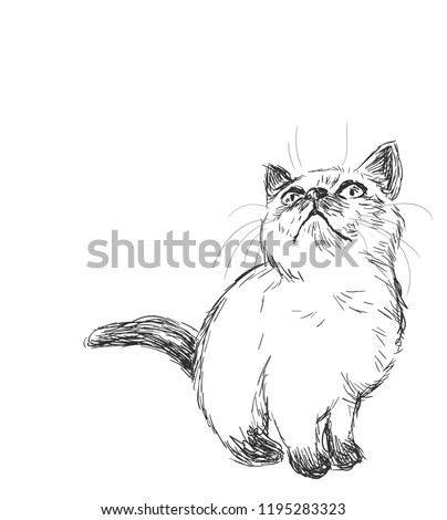 Siamese cat vector sketch illustration card isolated
